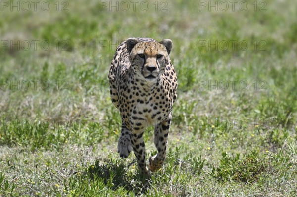 Cheetah (acinonyx jubatus), adult male running, Serengeti National Park, Tanzania, Africa