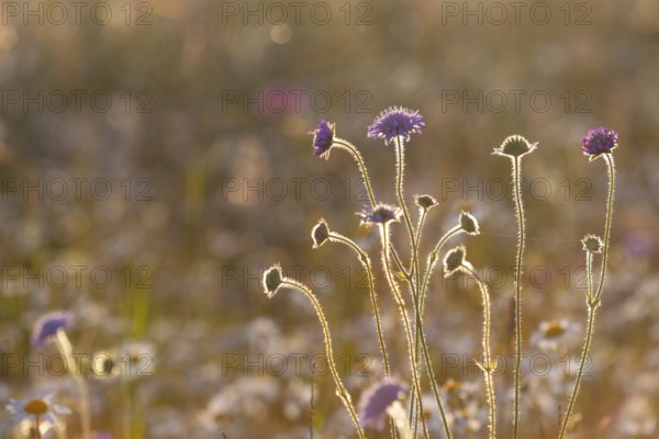 Field scabious (Knautia arvensis) against the light, honeysuckle (Caprifloiaceae), Leibertingen, Upper Danube nature park Park, Baden-Württemberg, Germany, Europe