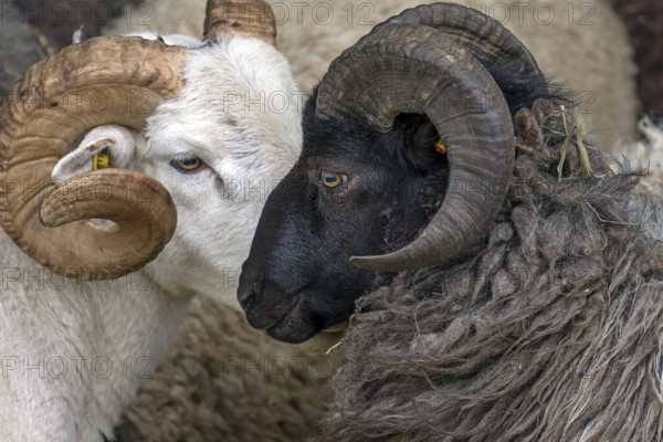 Male horned black-headed domestic sheep (Ovis aries), Rehna, Mecklenburg-Western Pomerania, Germany, Europe