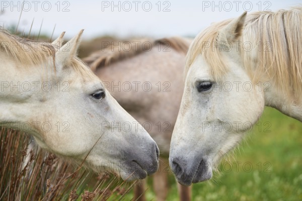 Two white Camargue horses facing each other in a green meadow, a calm and natural scene, Camargue, France, Europe