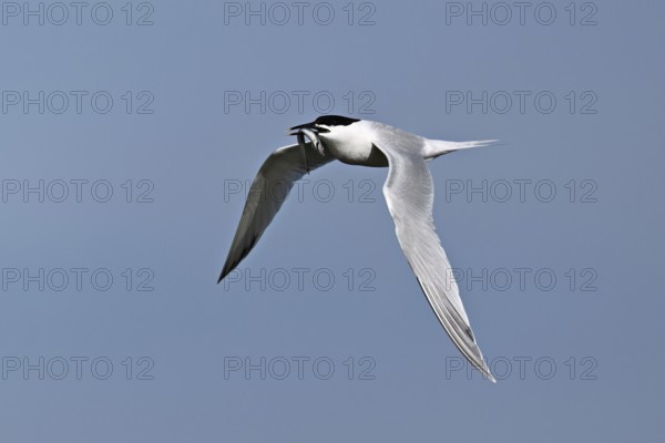 Sandwich tern (Sterna sandvicensis) in flight with fish in its beak, Texel, West Frisian Islands, province of North Holland, Netherlands