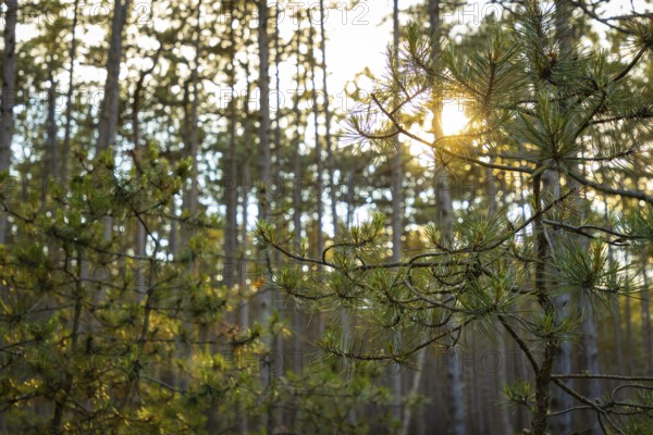 Sunlight shining through tall european black pine (Pinus nigra) in a dense forest, Neunkirchen, Lower Austria, Austria, Europe