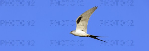 Swallow-tailed Kite, (Chelictinia riocourii), also Scissor-tailed Kite, African Swallow-tailed Kite, Fork-tailed Kite, bird of prey, family Accipitridae, flight photo, blue sky, Kousmar, Ndiaffate, Senegal, Africa