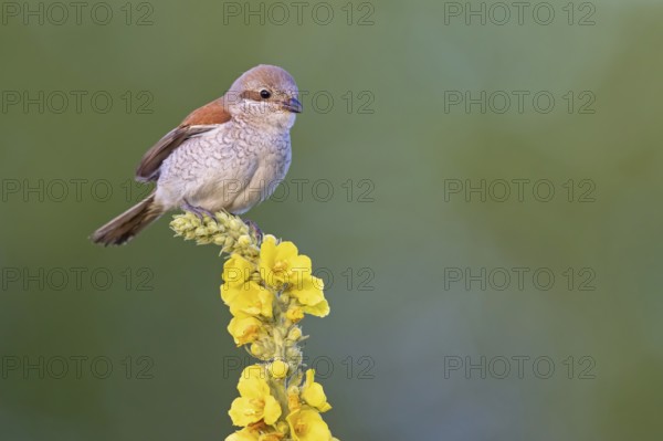 Red-backed shrike, red-backed shrike, thorn-backed shrike, family of shrikes, (Lanius collurio), female, Hockenheim, Baden-Württemberg, Germany, Europe