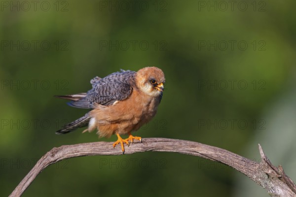 Red-footed Falcon, (Falco vespertinu), perching station, falcon family, Tower Hide, Tiszaalpár, Kiskunsági National Park, Bács-Kiskun, Hungary, Europe