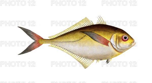 Fish, fishes, group of perch relatives, Scomber chloris, the green mackrel, Historical, digitally restored reproduction from a 19th century original, Record date not stated