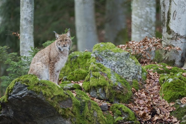 Eurasian lynx (Lynx lynx) Bavaria, Germany, Europe