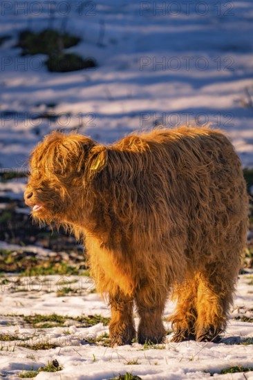 A Highland calf stands in the winter landscape in the golden sunlight, Seewald, Black Forest. Germany