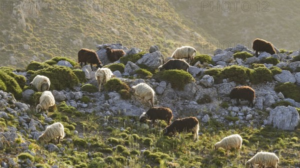 A flock of sheep grazing on a rocky slope, sheep (e) or goat (n), ovis, caprae, Crete, Greek Islands, Greece, Europe