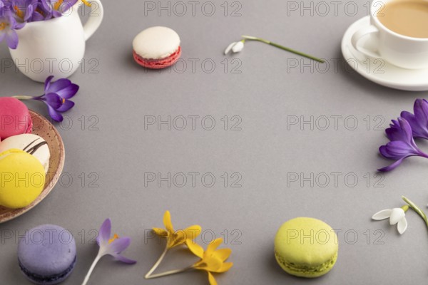 Mockup with spring snowdrop crocus flowers and multicolored macaroons on gray pastel background. Blank, business card, side view, copy space, still life. spring concept