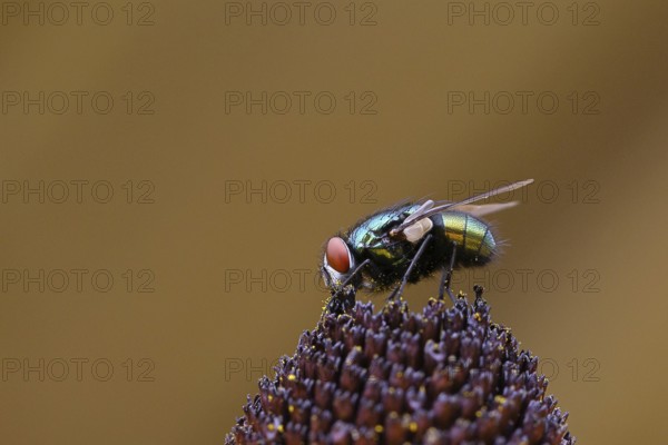 Golden fly (Lucilia caesar) on a flower of the yellow coneflower (Echinacea paradoxa), macro photograph, Wilnsdorf, North Rhine-Westphalia, Germany, Europe