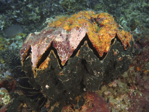 A giant grouper oyster (Hyotissa hyotis), clam, with orange-black surface on a coral reef, dive site Close Encounters, Permuteran, Bali, Indonesia, Asia