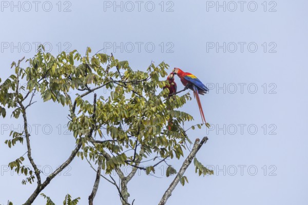 Scarlet Macaw (Ara macao), Parrots (Psittaciformes), Sierpe, Puentarenas, Costa Rica, Central America