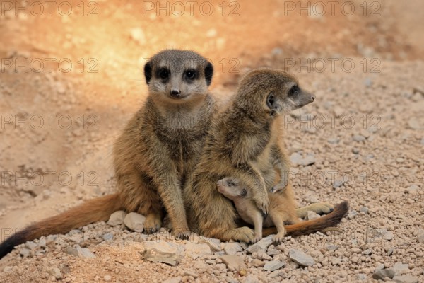 Tiger nut (Suricata suricatta), adult, two adults, juvenile, newborn, baby, social behaviour