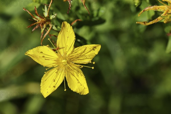 Common St John's wort (Hypericum perforatum), spotted St John's wort or common St John's wort (Hypericum perforatum), blood herb, St John's wort, spotted St John's wort, medicinal plant, close-up of a flower, Wilnsdorf, North Rhine-Westphalia, Germany, Europe