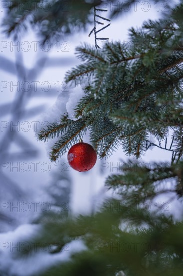 Red Christmas tree decorations on a snow-covered fir branch in blurred surroundings, Enzklösterle, Calw district, Black Forest, Germany, Europe