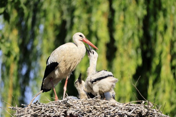 White stork (Ciconia ciconia), adult, juvenile, chick, nest, family, Heidelberg, Germany, Europe