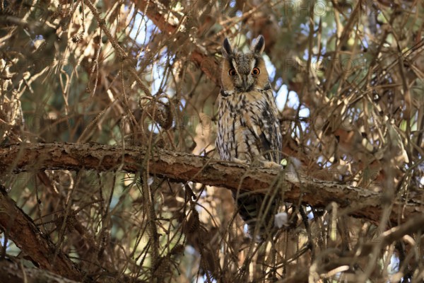 Long-eared owl (Asio otus), adult, on tree, alert, Ellerstadt, Rhineland-Palatinate, Germany, Europe