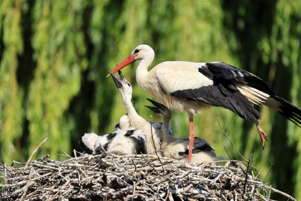 White stork (Ciconia ciconia), adult, juvenile, begging, chick, nest, family, Heidelberg, Germany, Europe