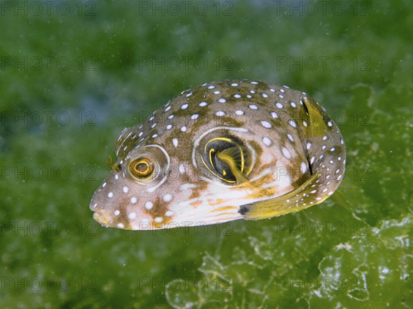 A juvenile white-spotted pufferfish (Arothron hispidus) floats in the water in front of green algae, dive site Secret Bay, Gilimanuk, Bali, Indonesia, Asia