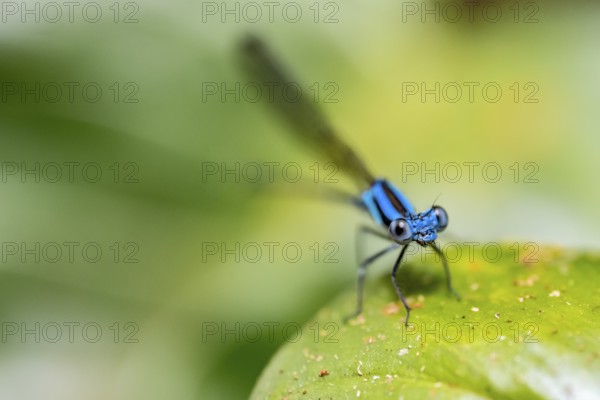 Blue dragonfly on a leaf, Corcovado National Park, Osa Peninsula, Puntarena Province, Costa Rica, Central America