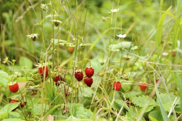 Wild strawberry (Fragaria vesca), plants with red fruits and flowers, Bavaria