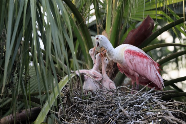 Roseate spoonbill (Platalea ajaja), adult, feeding the young, three young, three chicks, on nest, at breeding site, on tree, social behaviour, St. Augustine, Florida, North America, USA, North America