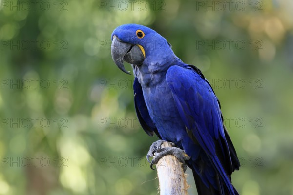 Hyacinth Macaw (Anodorhynchus hyacinthinus), adult on wait, Pantanal, Brazil, South America