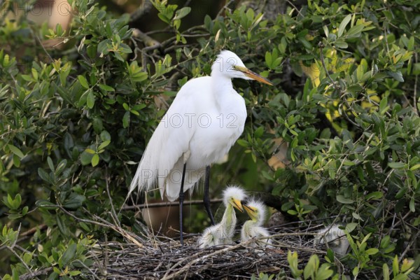 Great Egret (Ardea alba), adult, with young, nest, breeding site, St. Augustine, Florida, USA, North America