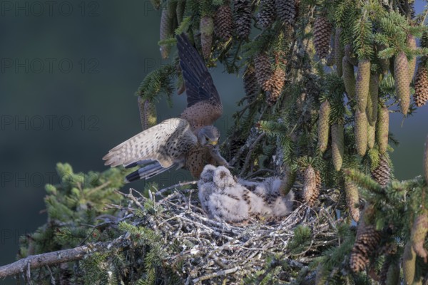 Common kestrel (Falco tinnunculus) at the nest with young birds, Daun, Eifel, Rhineland-Palatinate, Germany, Europe