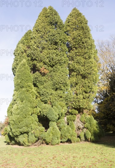 Lawson cypress tree, Chamaecyparis Lawsoniana, National arboretum, Westonbirt arboretum, Gloucestershire, England, UK -'Pottenii'