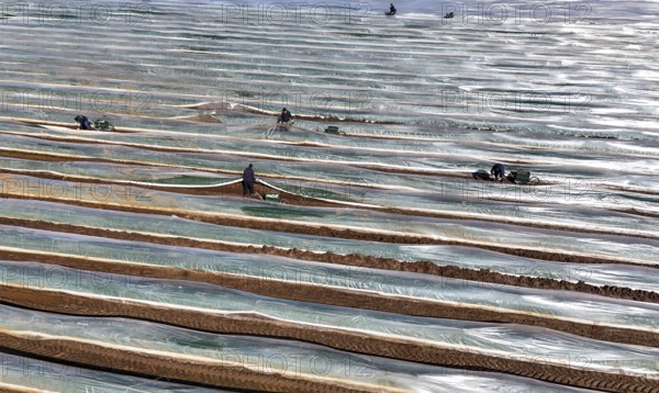 The first asparagus is harvested from a foil-covered asparagus field, Beelitz, 26/03/2024