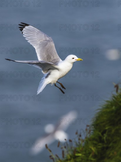 Black-legged Kittiwake, Rissa tridactyla, bird in flight over sea, Bempton Cliffs, North Yorkshire, England, United Kingdom, Europe