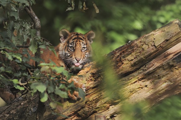 Sumatran tiger (Panthera tigris sumatrae), young, captive, native to Sumatra, Indonesia, Asia