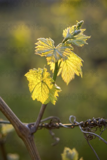 Young leaves of a grapevine in spring, viticulture, budding, shoots, vines, Baden-Württemberg, Germany, Europe