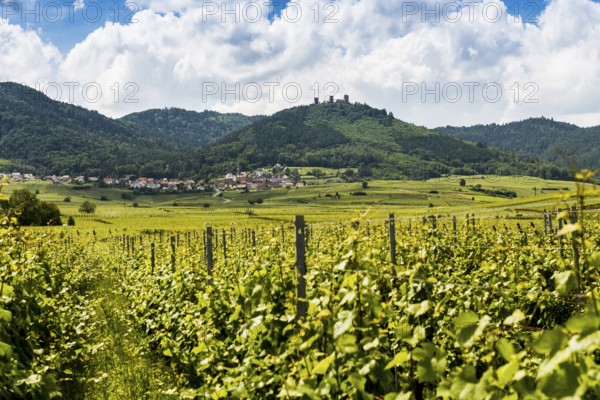 Village in the vineyards and castle ruins, Les Trois Châteaux d'Eguisheim, Husseren-les-Châteaux, Haut-Rhin, Alsace, Alsace, France, Europe