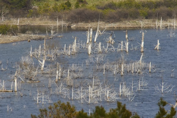 A lake with dead trees and light-coloured vegetation in the water, Gadouras Reservoir, Rhodes, Dodecanese, Greek Islands, Greece, Europe