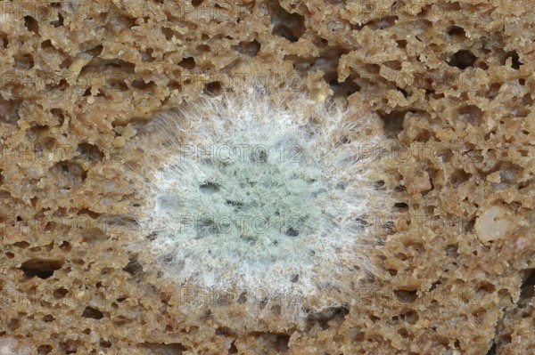 Mould on a slice of bread, wholemeal bread, mould, mould fungi