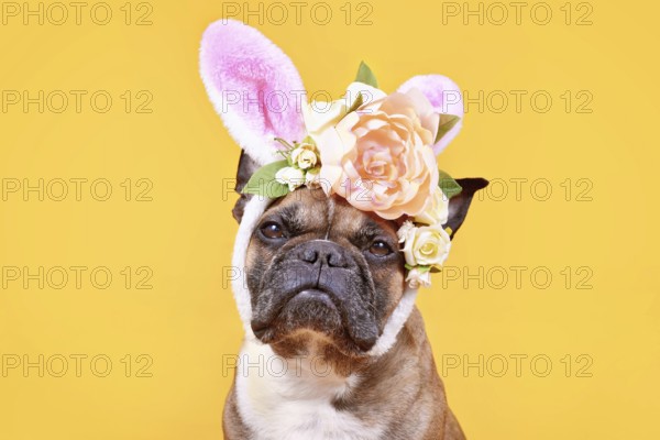 Cute French Bulldog dog wearing pink Easter bunny costume ears headband with rose flowers on yellow background