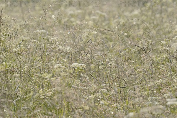 Umbellifer (Apiaceae) and true grasses (Poaceae) with morning dew, North Rhine-Westphalia, Germany, Europe