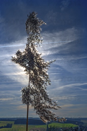 Common reed (Phragmites australis) backlit, Bavaria, Germany, Europe