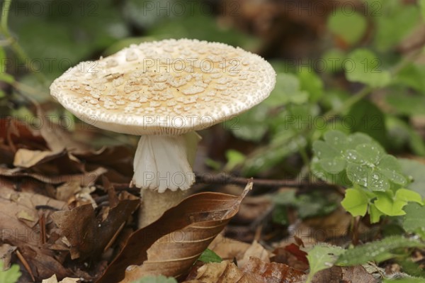 Pearl mushroom or blusher (Amanita rubescens), North Rhine-Westphalia, Germany, Europe