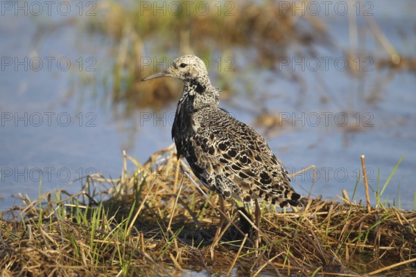 Ruff (Calidris pugnax) at Lake Tundra, Lapland, Northern Norway, Norway, Scandinavia, Europe