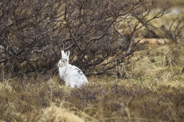 Mountain hare (Lepus timidus) in white winter fur in the tundra, Lapland, Northern Norway, Norway, Scandinavia, Europe