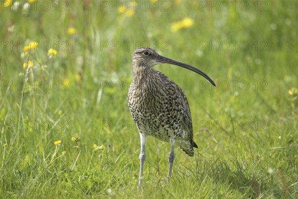 Eurasian curlew (Numenius arquata) in the meadow (Lofoten, Norway, Scandinavia, Europe