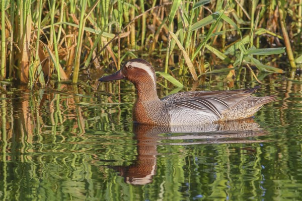 Garganey (Anas querquedula), drake, swimming in the water, Ochsenmoor at Lake Dümmer, swimming duck, wildlife, Hüde, Lower Saxony, Germany, Europe