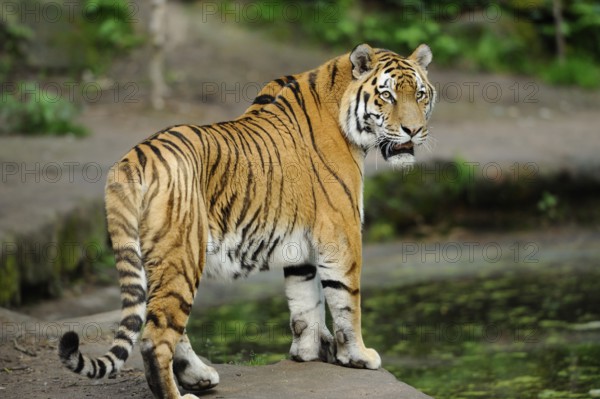 Siberian tiger (Panthera tigris altaica) in a forest, captive, occurrence Russia