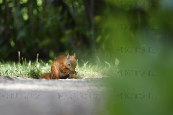 Squirrel, Summer, Germany, Europe