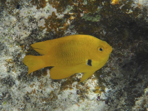 Sulphur demoiselle (Pomacentrus sulfureus) swimming underwater near a rock formation. Dive site House Reef, Mangrove Bay, El Quesir, Red Sea, Egypt, Africa