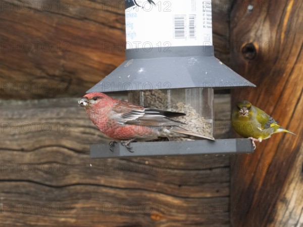 Pine Grosbeak (Pinicola enucleator) and Greenfinch (Chloris chloris), adult male birds at feeding station, May, Finnish Lapland